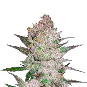 Cream Cookies Auto Feminised Seeds Cream Cookies Auto Feminised Seeds